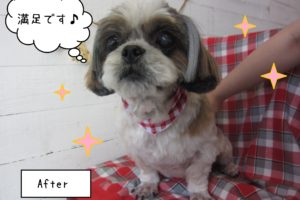 仕上がりシーズー