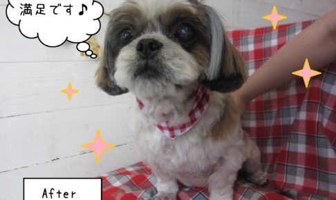 仕上がりシーズー