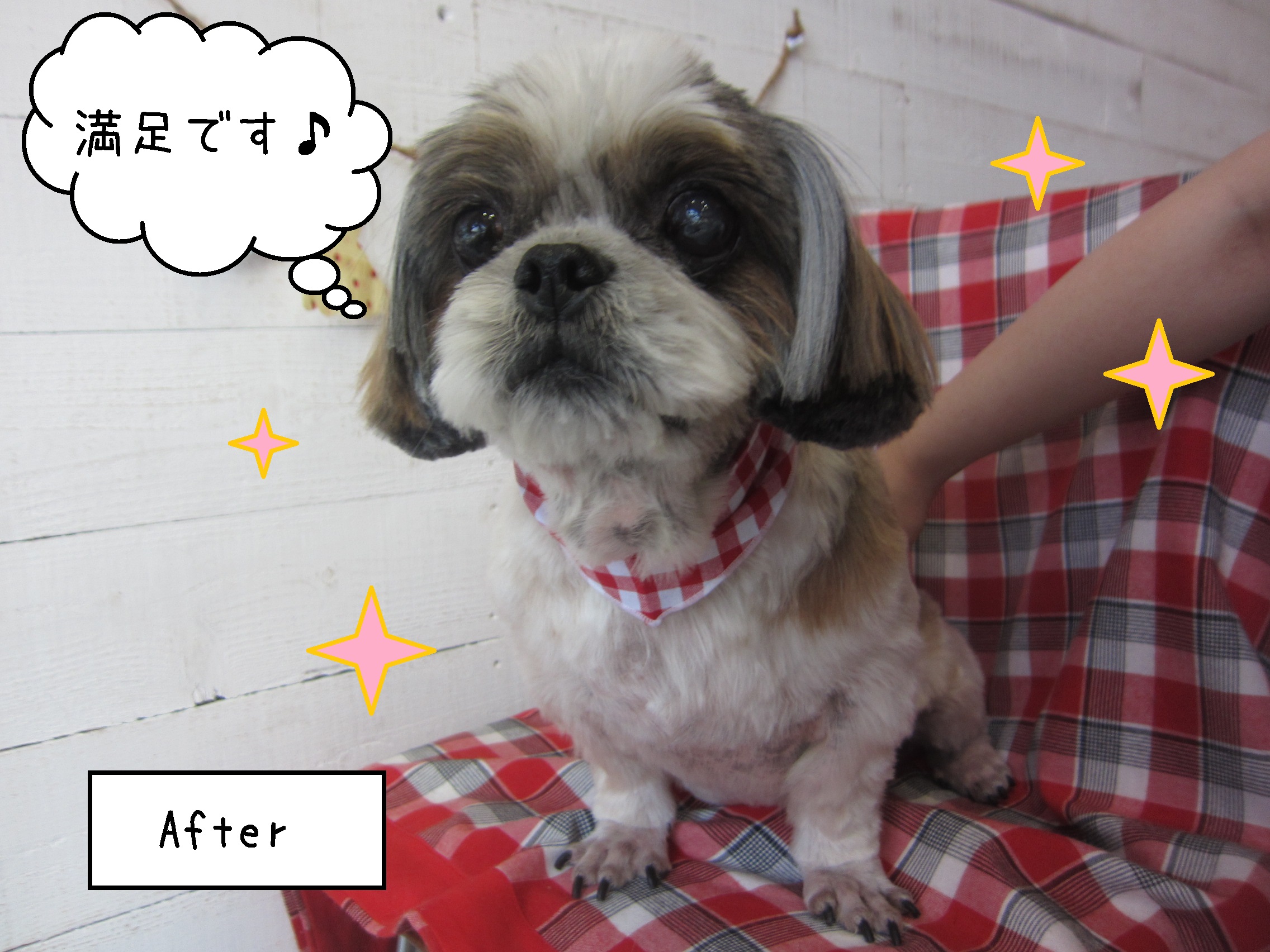 仕上がりシーズー