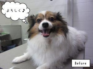 よろしくパピヨン