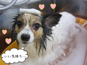 お風呂パピヨン