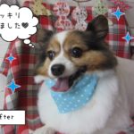 仕上がりパピヨン