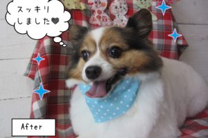 仕上がりパピヨン