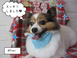 仕上がりパピヨン