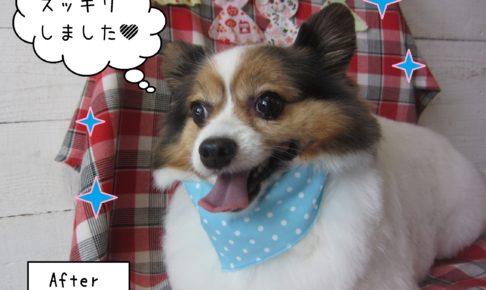 仕上がりパピヨン