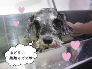 シャンプーMシュナ