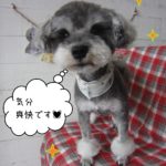 仕上がりMシュナ