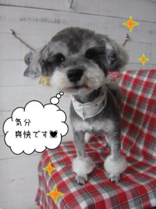 仕上がりMシュナ