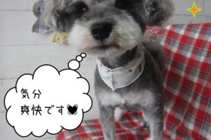 仕上がりMシュナ