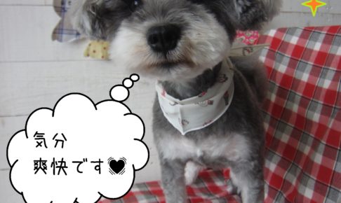 仕上がりMシュナ