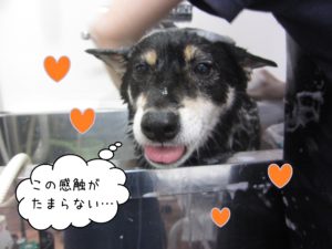 シャンプーしば