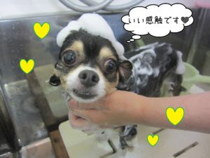 シャンプーミックス