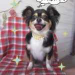 仕上がりミックス