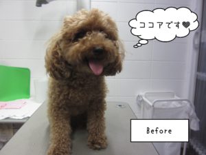 よろしくトイプー