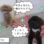 仕上がりトイプー