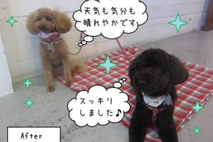 仕上がりトイプー