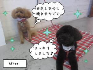 仕上がりトイプー