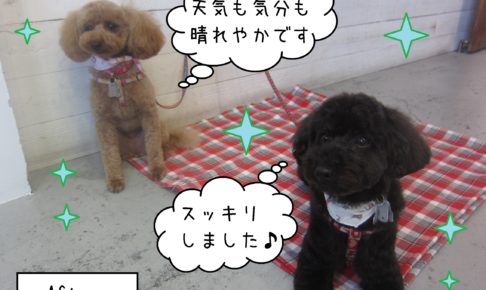 仕上がりトイプー