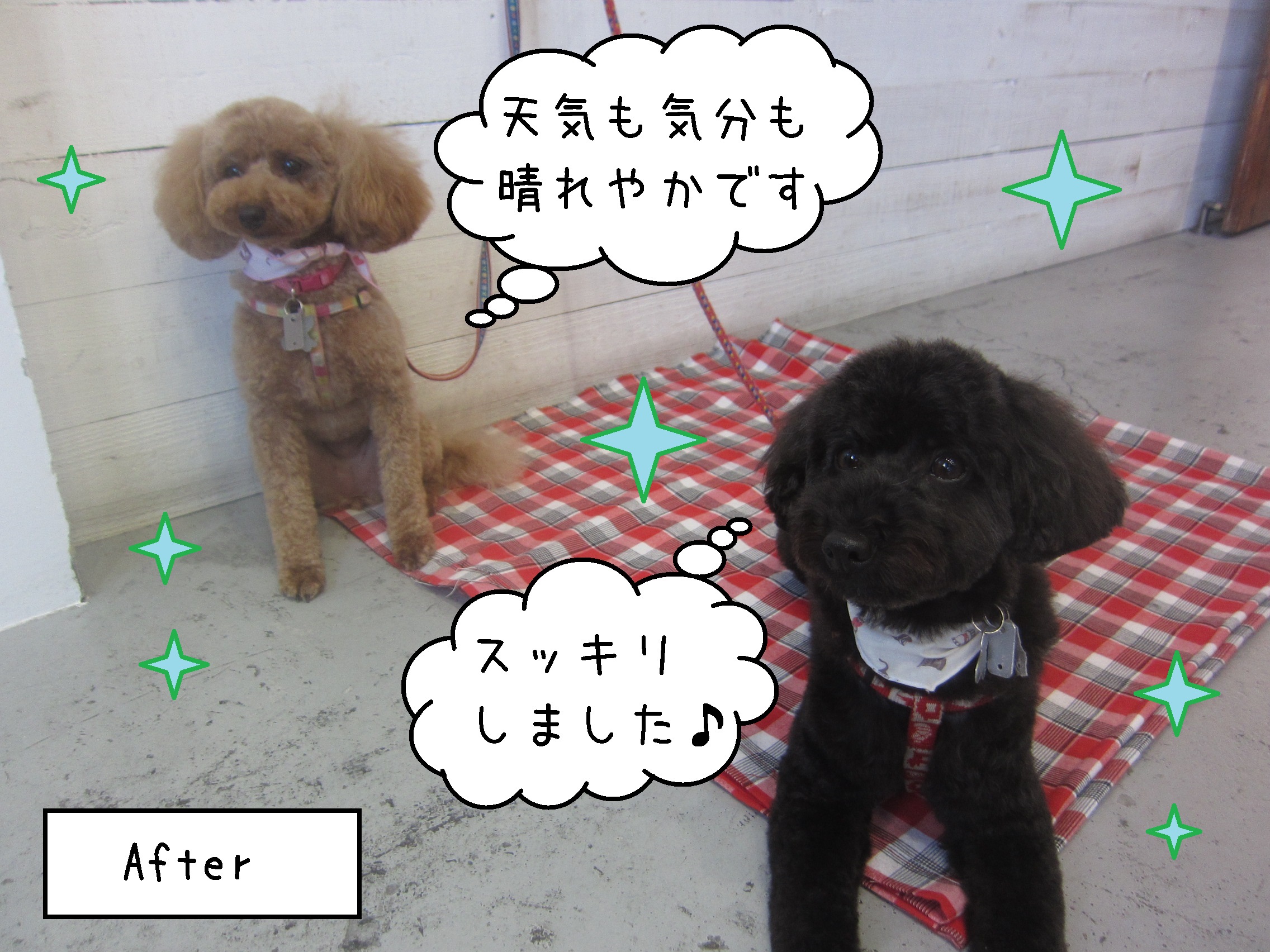 仕上がりトイプー