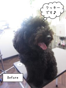 よろしくトイプー