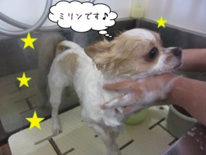 シャンプーチワワ