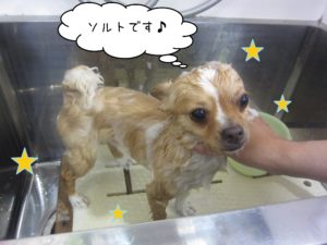 シャンプーチワワ