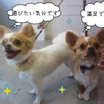 仕上がりチワワ