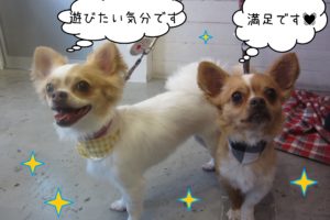 仕上がりチワワ