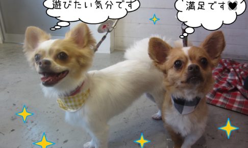 仕上がりチワワ