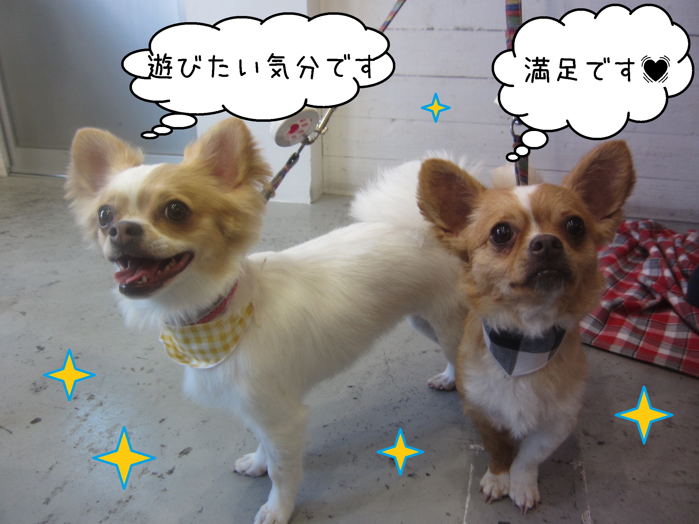 仕上がりチワワ