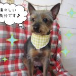 仕上がりミックス