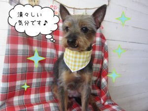 仕上がりミックス