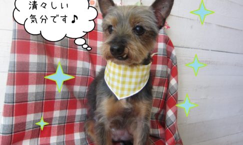 仕上がりミックス