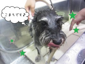 シャンプーMシュナ