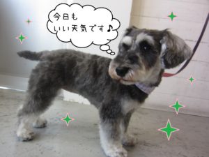 仕上がりMシュナ