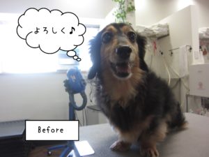 よろしくダックス