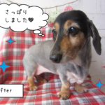 仕上がりダックス