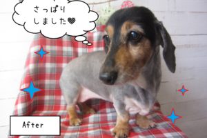 仕上がりダックス