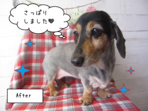 仕上がりダックス