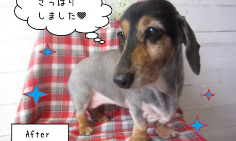 仕上がりダックス