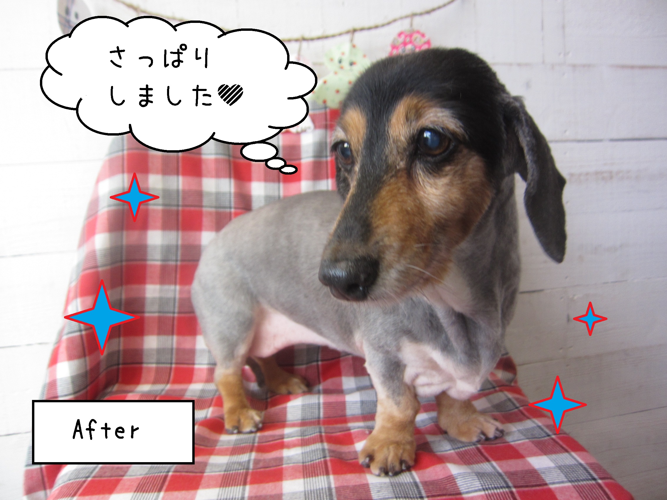 仕上がりダックス