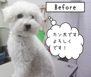 よろしくトイプー