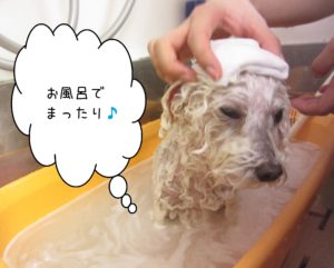 シャンプートイプー