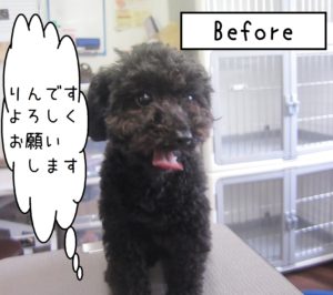 よろしくトイプー