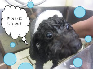 シャンプートイプー