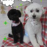 仕上がりトイプー