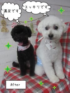 仕上がりトイプー