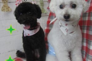 仕上がりトイプー