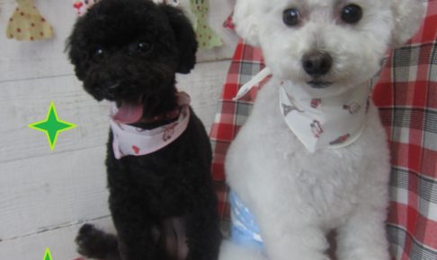 仕上がりトイプー