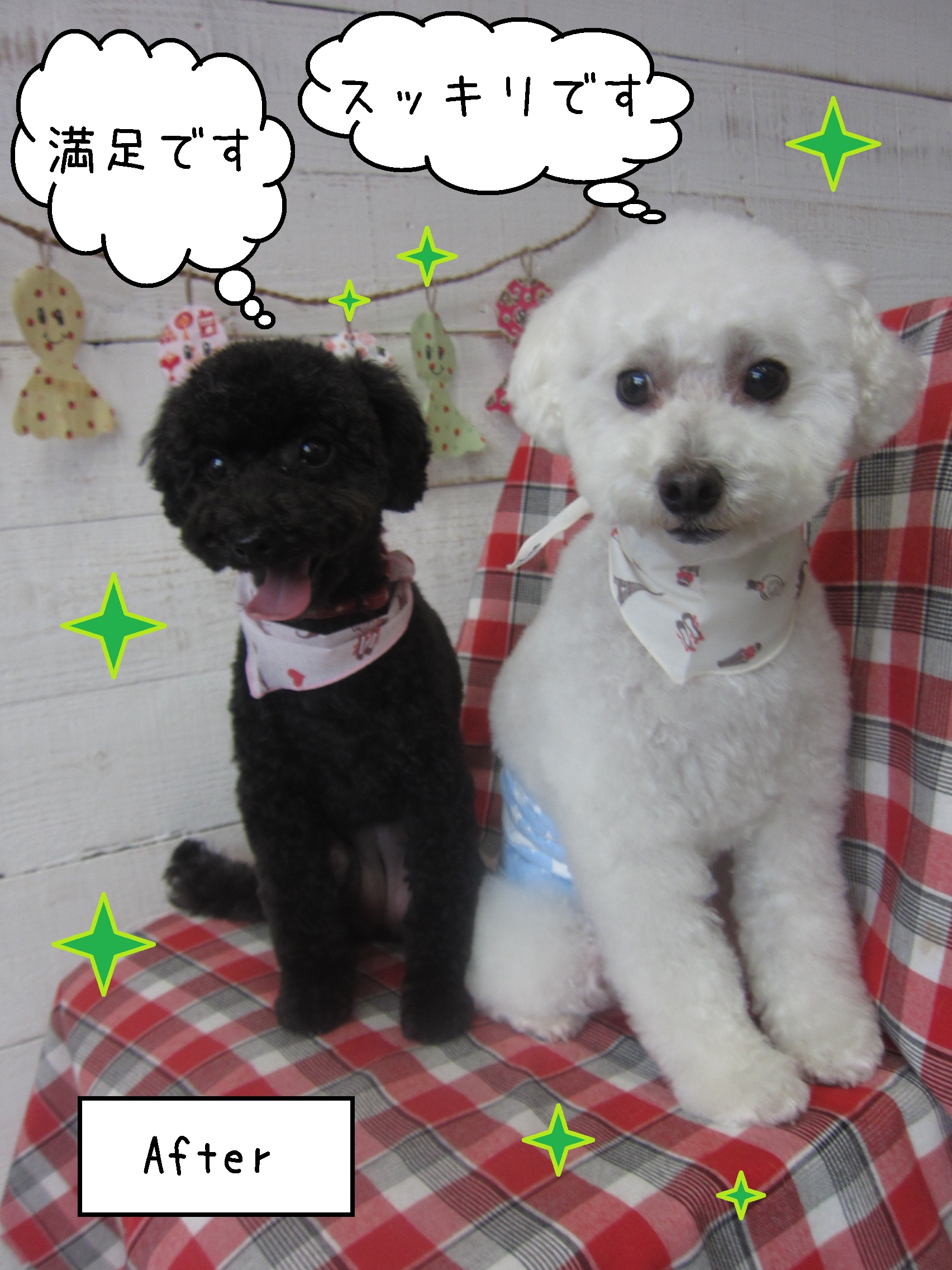 仕上がりトイプー